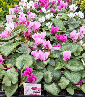Cyclamen coum mix farieb